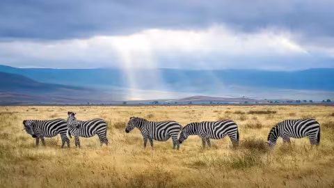 Zebras on an African Plain